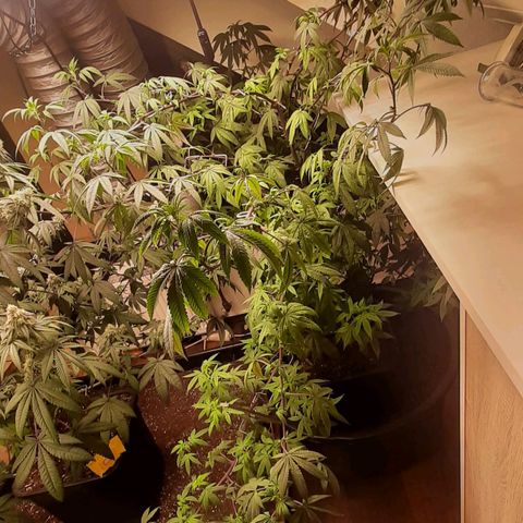 Mehrere Oreoz Pflanzen und Zyklen  growlog timeline photo