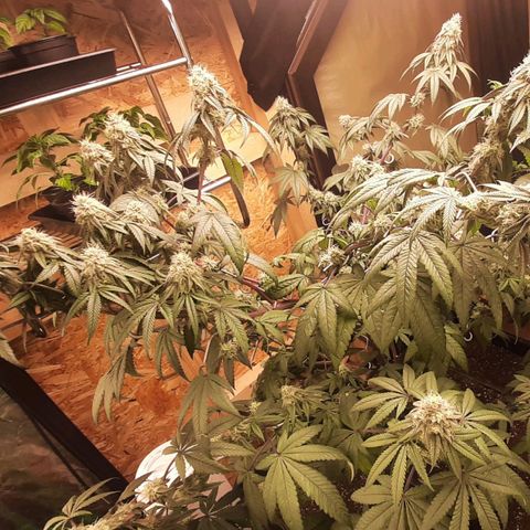 Mehrere Oreoz Pflanzen und Zyklen  growlog timeline photo