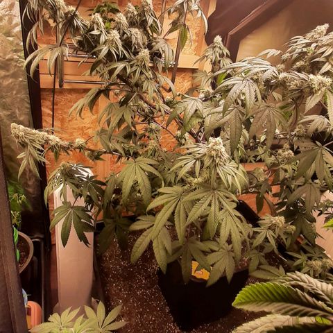 Mehrere Oreoz Pflanzen und Zyklen  growlog timeline photo