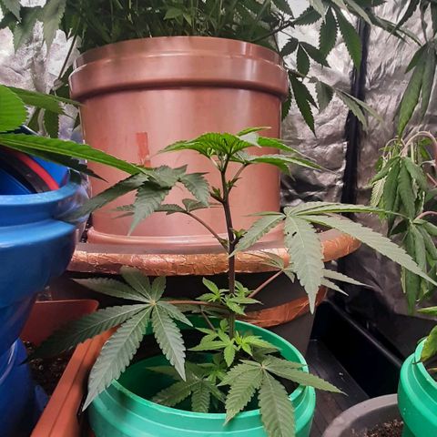 Mehrere Oreoz Pflanzen und Zyklen  growlog timeline photo