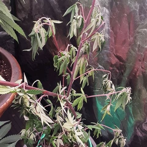 Mehrere Oreoz Pflanzen und Zyklen  growlog timeline photo