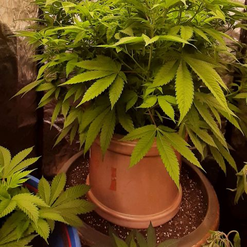 Think Tank growlog timeline photo