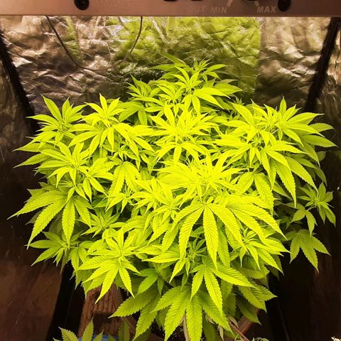 Think Tank growlog timeline photo