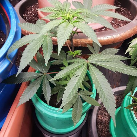 Mehrere Oreoz Pflanzen und Zyklen  growlog timeline photo