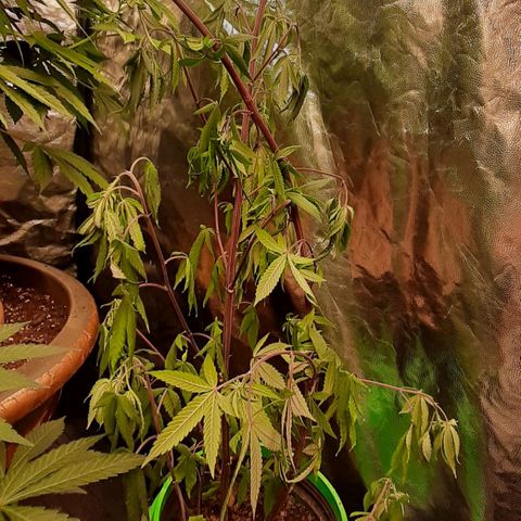 Mehrere Oreoz Pflanzen und Zyklen  growlog timeline photo