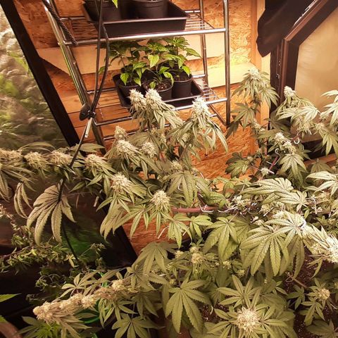 Mehrere Oreoz Pflanzen und Zyklen  growlog timeline photo