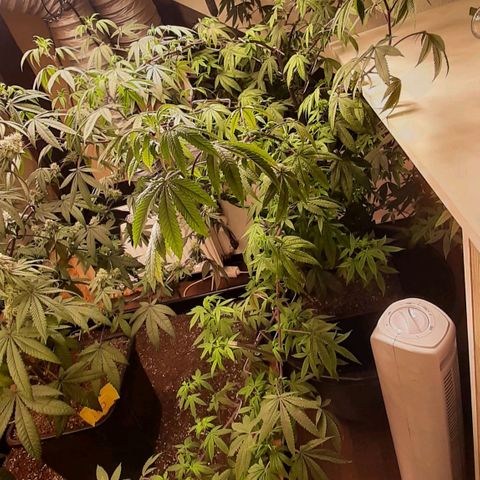 Mehrere Oreoz Pflanzen und Zyklen  growlog timeline photo