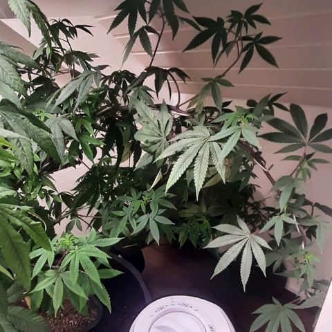 Mehrere Oreoz Pflanzen und Zyklen  growlog timeline photo