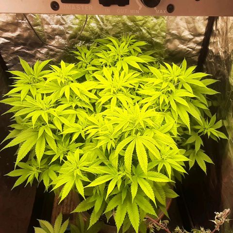 Think Tank growlog timeline photo