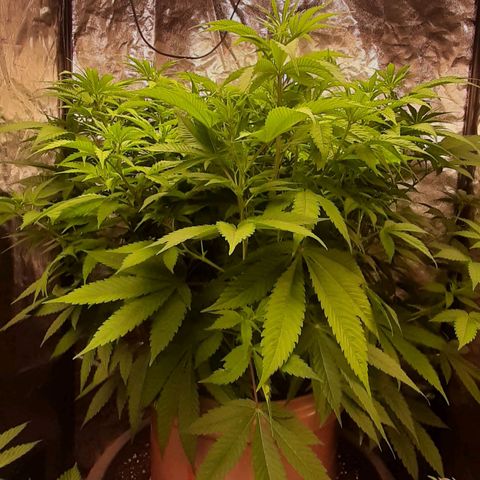 Think Tank growlog timeline photo