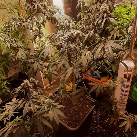 Mehrere Oreoz Pflanzen und Zyklen  growlog photo: Mit 13l nur die beiden unteren Töpfe Bewässert.