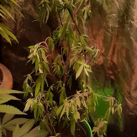 Mehrere Oreoz Pflanzen und Zyklen  growlog photo: Mit 13l nur die beiden unteren Töpfe Bewässert.