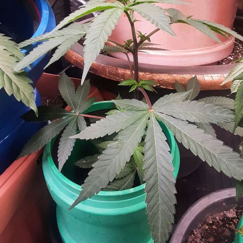 Mehrere Oreoz Pflanzen und Zyklen  growlog photo: Mit 13l nur die beiden unteren Töpfe Bewässert.