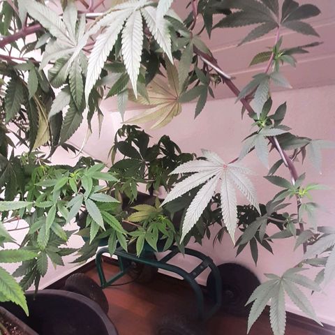 Mehrere Oreoz Pflanzen und Zyklen  growlog photo: Mit 13l nur die beiden unteren Töpfe Bewässert.