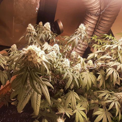 Mehrere Oreoz Pflanzen und Zyklen  growlog photo: Mit 13l nur die beiden unteren Töpfe Bewässert.