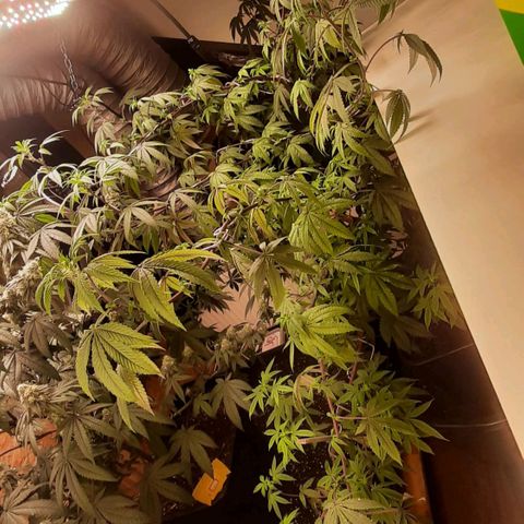 Mehrere Oreoz Pflanzen und Zyklen  growlog photo: Mit 13l nur die beiden unteren Töpfe Bewässert.