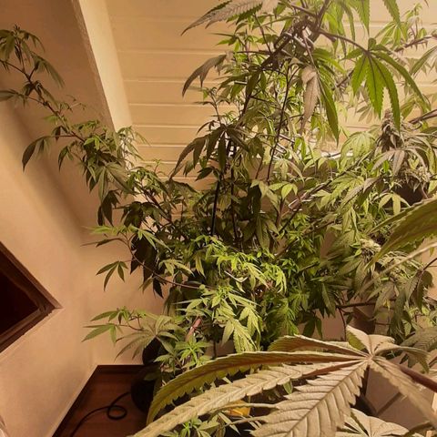 Mehrere Oreoz Pflanzen und Zyklen  growlog photo: Mit 13l nur die beiden unteren Töpfe Bewässert.