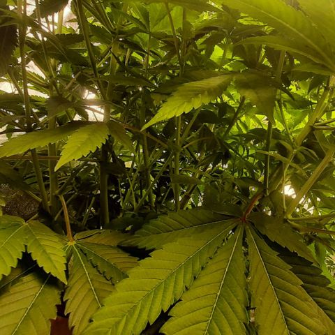 Think Tank growlog photo: Es wurde mit einer gekühlten "Frischen" Flasche gedüngt welche ich nicht mit Mikroorganismen Angereichert habe.