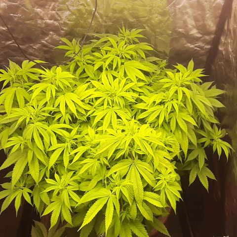 Think Tank growlog photo: Es wurde mit einer gekühlten "Frischen" Flasche gedüngt welche ich nicht mit Mikroorganismen Angereichert habe.