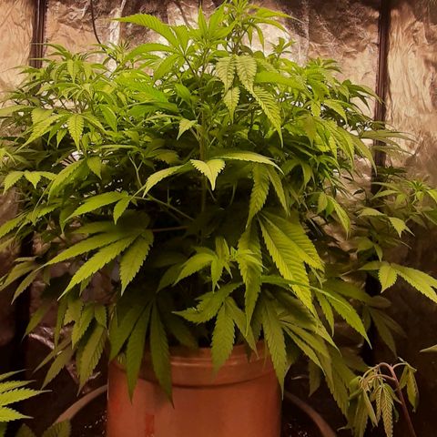 Think Tank growlog photo: Es wurde mit einer gekühlten "Frischen" Flasche gedüngt welche ich nicht mit Mikroorganismen Angereichert habe.