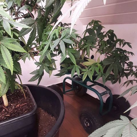 Mehrere Oreoz Pflanzen und Zyklen  growlog timeline photo