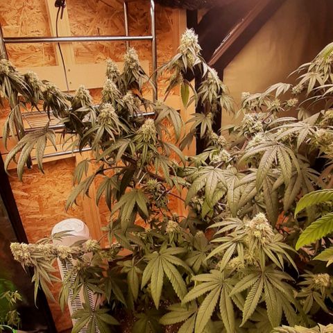 Mehrere Oreoz Pflanzen und Zyklen  growlog timeline photo