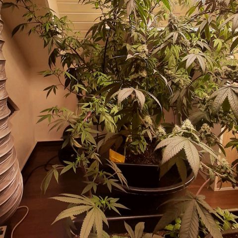 Mehrere Oreoz Pflanzen und Zyklen  growlog timeline photo