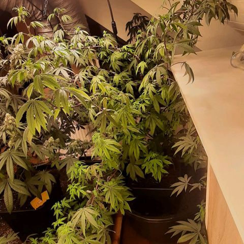 Mehrere Oreoz Pflanzen und Zyklen  growlog timeline photo