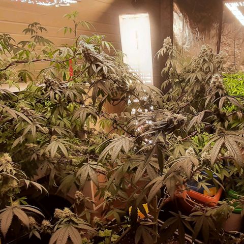 Mehrere Oreoz Pflanzen und Zyklen  growlog timeline photo