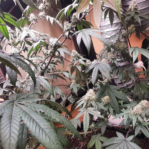 Mehrere Oreoz Pflanzen und Zyklen  growlog timeline photo