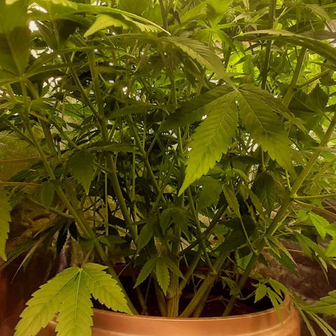 Think Tank growlog timeline photo