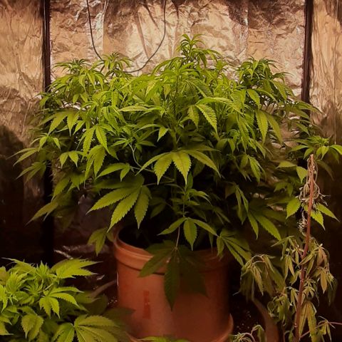 Think Tank growlog timeline photo