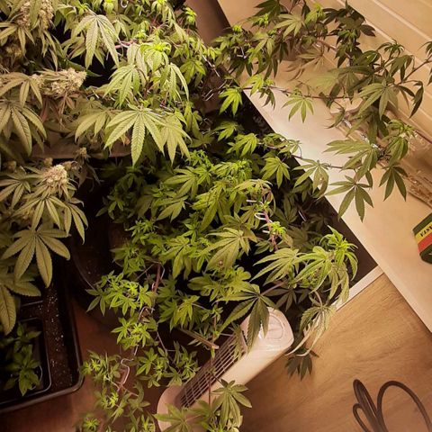 Mehrere Oreoz Pflanzen und Zyklen  growlog timeline photo