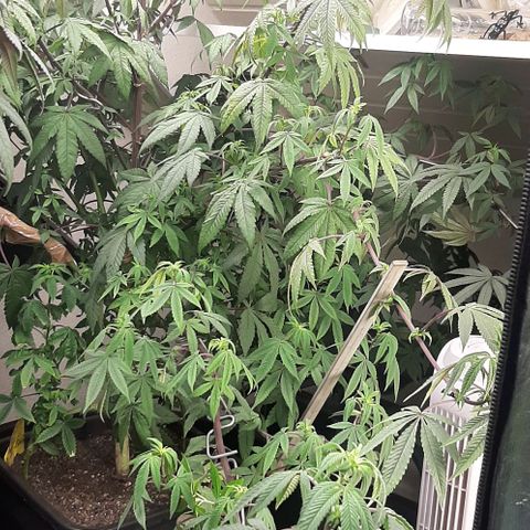 Mehrere Oreoz Pflanzen und Zyklen  growlog timeline photo