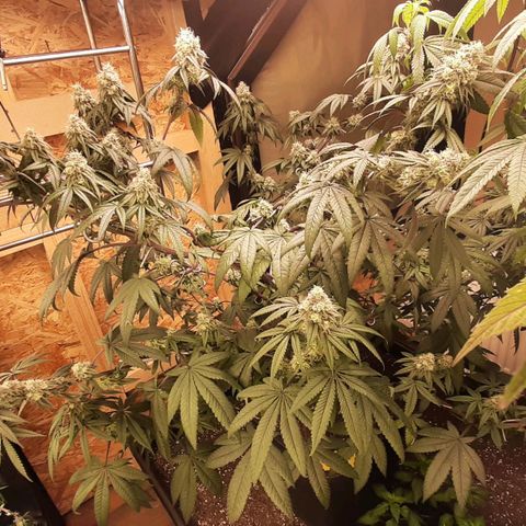 Mehrere Oreoz Pflanzen und Zyklen  growlog timeline photo