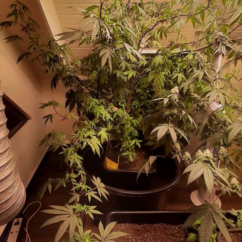 Mehrere Oreoz Pflanzen und Zyklen  growlog timeline photo