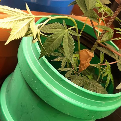 Mehrere Oreoz Pflanzen und Zyklen  growlog photo: Ein Versuch zu pfropfen Think Tank an den kleinen oreoz steckling und den Oreoz ast wollte ich einfach nicht wegschmeißen und habe versucht ob es auch mitten im ast mit einem kleinen gebohrtem Loch zum sinsetzen und mit Honig zum Schutz Versiegelt. 