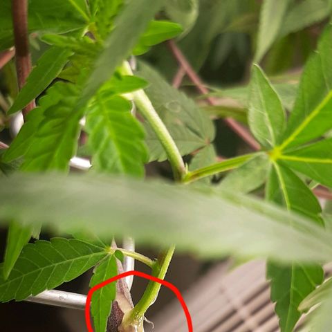 Mehrere Oreoz Pflanzen und Zyklen  growlog photo: Ein Versuch zu pfropfen Think Tank an den kleinen oreoz steckling und den Oreoz ast wollte ich einfach nicht wegschmeißen und habe versucht ob es auch mitten im ast mit einem kleinen gebohrtem Loch zum sinsetzen und mit Honig zum Schutz Versiegelt. 