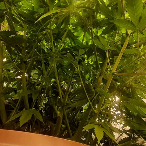 Think Tank growlog photo: Die gute möchte etwas werden. 