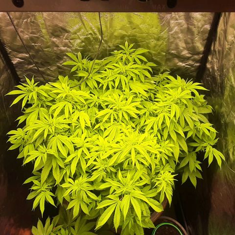 Think Tank growlog photo: Die gute möchte etwas werden. 