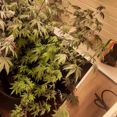 Mehrere Oreoz Pflanzen und Zyklen  growlog timeline photo