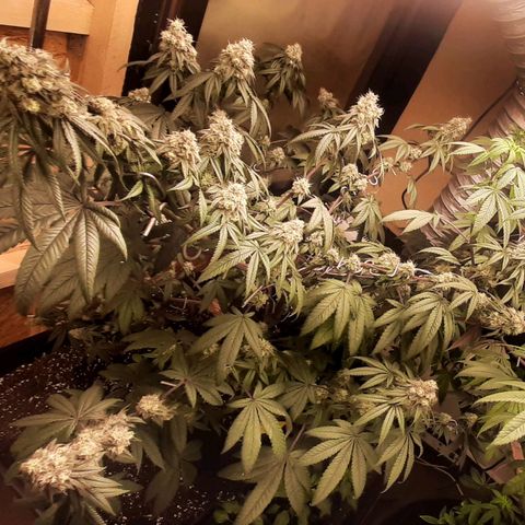 Mehrere Oreoz Pflanzen und Zyklen  growlog timeline photo