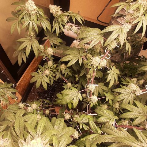 Mehrere Oreoz Pflanzen und Zyklen  growlog timeline photo