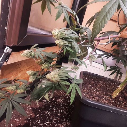 Mehrere Oreoz Pflanzen und Zyklen  growlog timeline photo