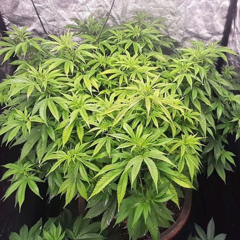 Think Tank growlog timeline photo