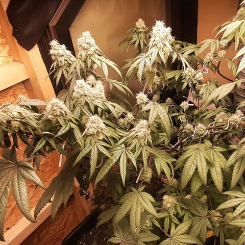 Mehrere Oreoz Pflanzen und Zyklen  growlog timeline photo