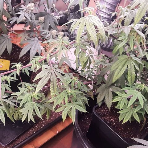 Mehrere Oreoz Pflanzen und Zyklen  growlog timeline photo