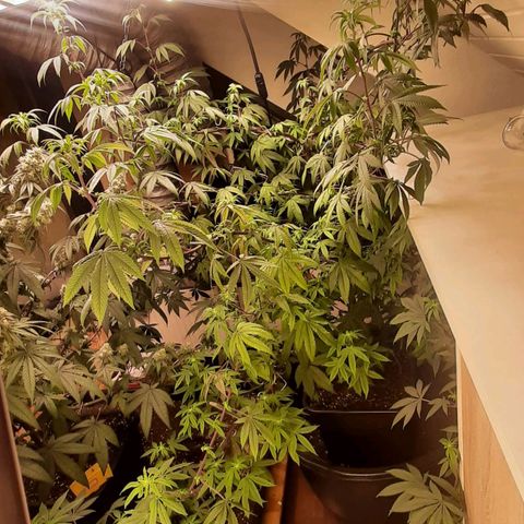 Mehrere Oreoz Pflanzen und Zyklen  growlog timeline photo