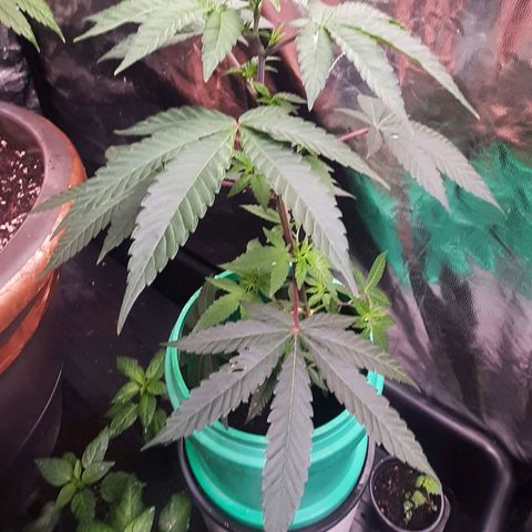 Mehrere Oreoz Pflanzen und Zyklen  growlog timeline photo