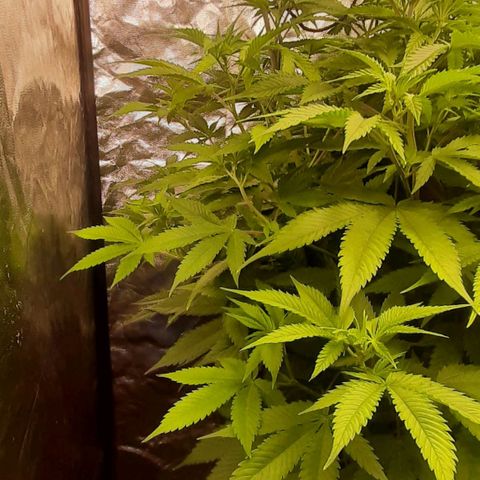 Think Tank growlog timeline photo